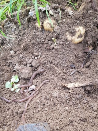 당근한개님의 기타작물 · 자유게시판 작성글 사진