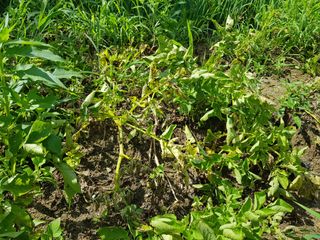 당근한개님의 기타작물 · 자유게시판 작성글 사진