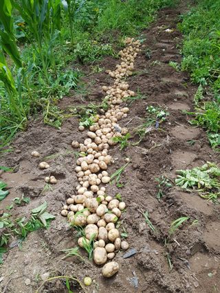 당근한개님의 기타작물 · 자유게시판 작성글 사진