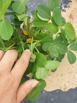 팜모닝 기타작물·자유게시판 게시글 이미지