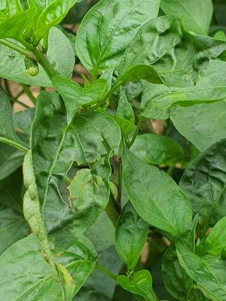 호박17099님의 고추 · 비료•농약 작성글 사진