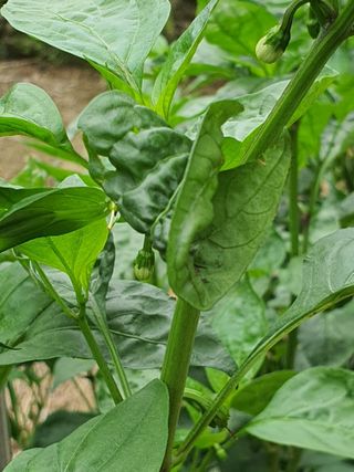 호박17099님의 고추 · 비료•농약 작성글 사진