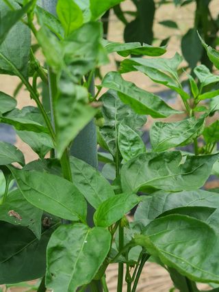 호박17099님의 고추 · 비료•농약 작성글 사진