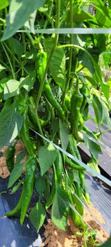 팜모닝 고추·일상 게시글 이미지