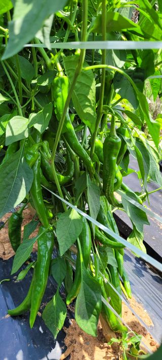 보령농민김영식님의 고추 · 일상 작성글 사진