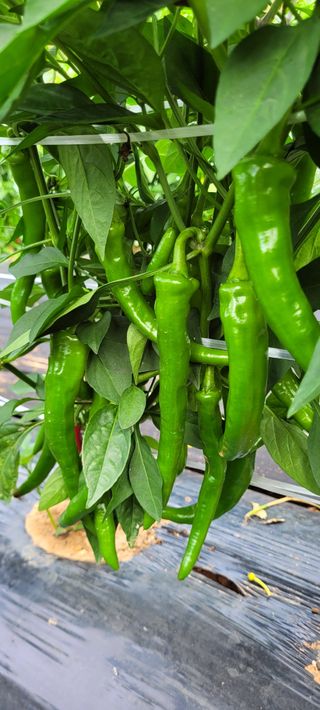 보령농민김영식님의 고추 · 일상 작성글 사진