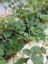 팜모닝 딸기·병해충상담 게시글 이미지