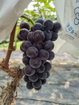 팜모닝 포도·자유게시판 게시글 이미지