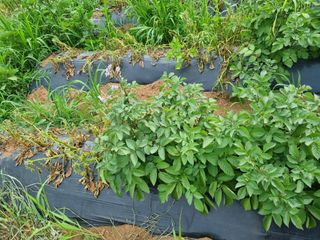 명당님의 감자 · 병해충상담 작성글 사진