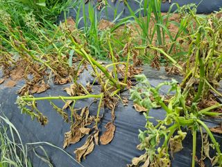 명당님의 감자 · 병해충상담 작성글 사진