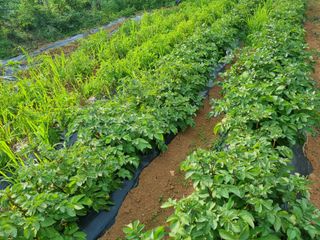 명당님의 감자 · 병해충상담 작성글 사진