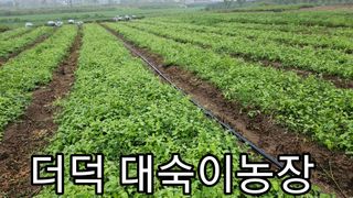 조병대님의 기타작물 · 영농일지 작성글 사진