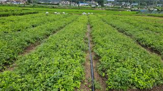 조병대님의 기타작물 · 영농일지 작성글 사진