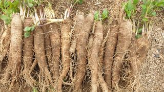 조병대님의 기타작물 · 영농일지 작성글 사진