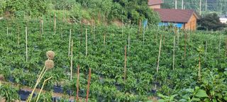 멋쟁이 아낙네 ^^님의 고추 · 일상 작성글 사진