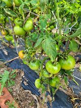 팜모닝 토마토·병해충상담 게시글 이미지