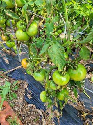 김재철님의 토마토 · 병해충상담 작성글 사진