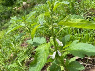 도곡님의 참깨 · 자유게시판 작성글 사진