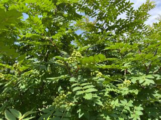 도곡님의 참깨 · 자유게시판 작성글 사진