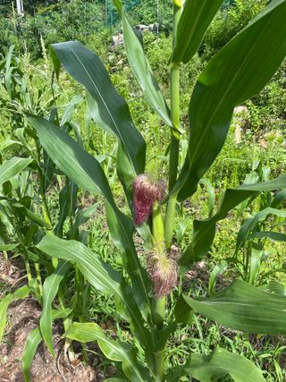 도곡님의 참깨 · 자유게시판 작성글 사진