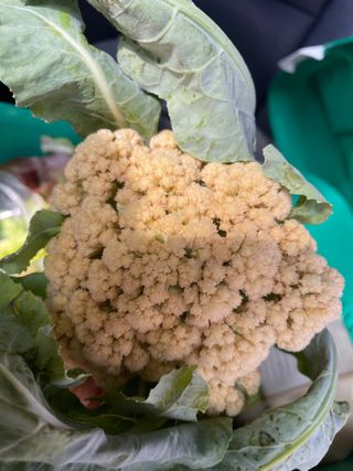 도곡님의 참깨 · 자유게시판 작성글 사진