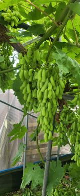 팜모닝 포도·자유게시판 게시글 이미지