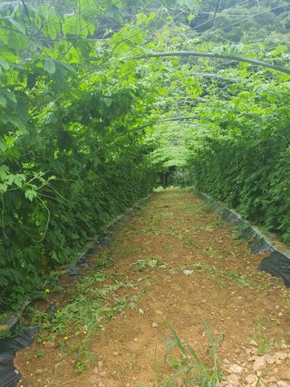 엘림농장님의 기타작물 · 자유게시판 작성글 사진