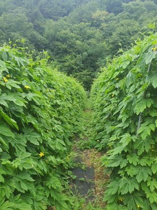엘림농장님의 기타작물 · 자유게시판 작성글 사진
