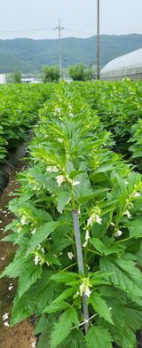 팜모닝 참깨·자유게시판 게시글 이미지