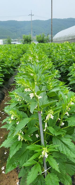 김기연님의 참깨 · 자유게시판 작성글 사진