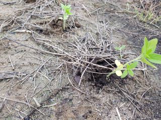 박귀님의 참깨 · 자유게시판 작성글 사진