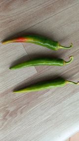 팜모닝 고추·병해충상담 게시글 이미지