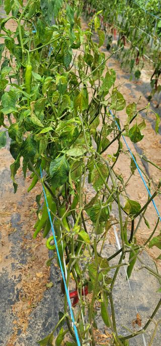 라니님의 고추 · 병해충상담 작성글 사진