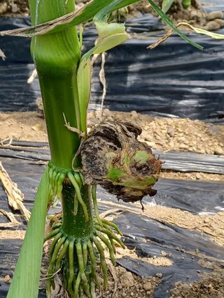 알 수 없음님의 옥수수 · 병해충상담 작성글 사진