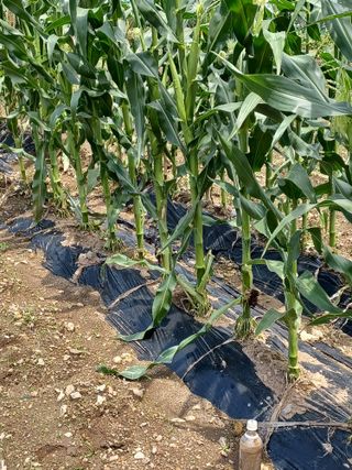 알 수 없음님의 옥수수 · 병해충상담 작성글 사진