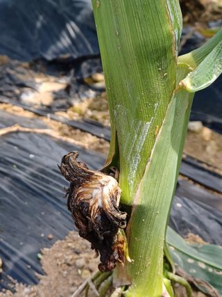 알 수 없음님의 옥수수 · 병해충상담 작성글 사진
