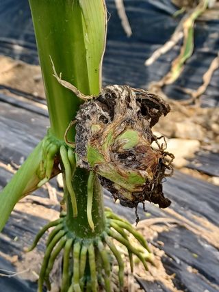 알 수 없음님의 옥수수 · 병해충상담 작성글 사진