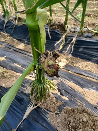 알 수 없음님의 옥수수 · 병해충상담 작성글 사진