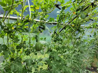 갈마골님의 자유주제 · 자유게시판 작성글 사진