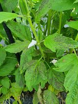 팜모닝 들깨·병해충상담 게시글 이미지