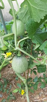 팜모닝 자유주제·자유게시판 게시글 이미지