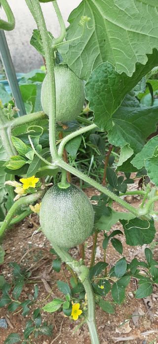 농민님의 자유주제 · 자유게시판 작성글 사진