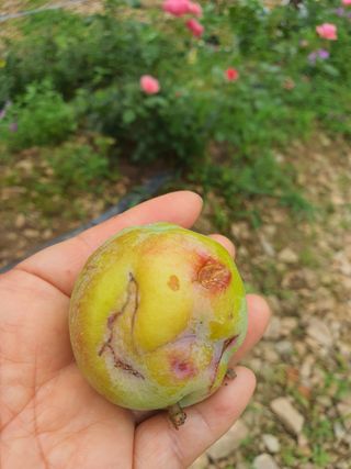 엘림농장님의 자두 · 병해충상담 작성글 사진