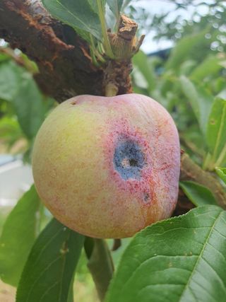 엘림농장님의 자두 · 병해충상담 작성글 사진