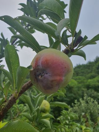 엘림농장님의 자두 · 병해충상담 작성글 사진