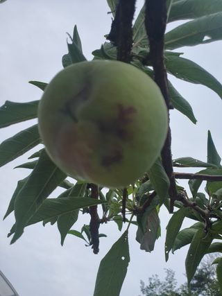 엘림농장님의 자두 · 병해충상담 작성글 사진