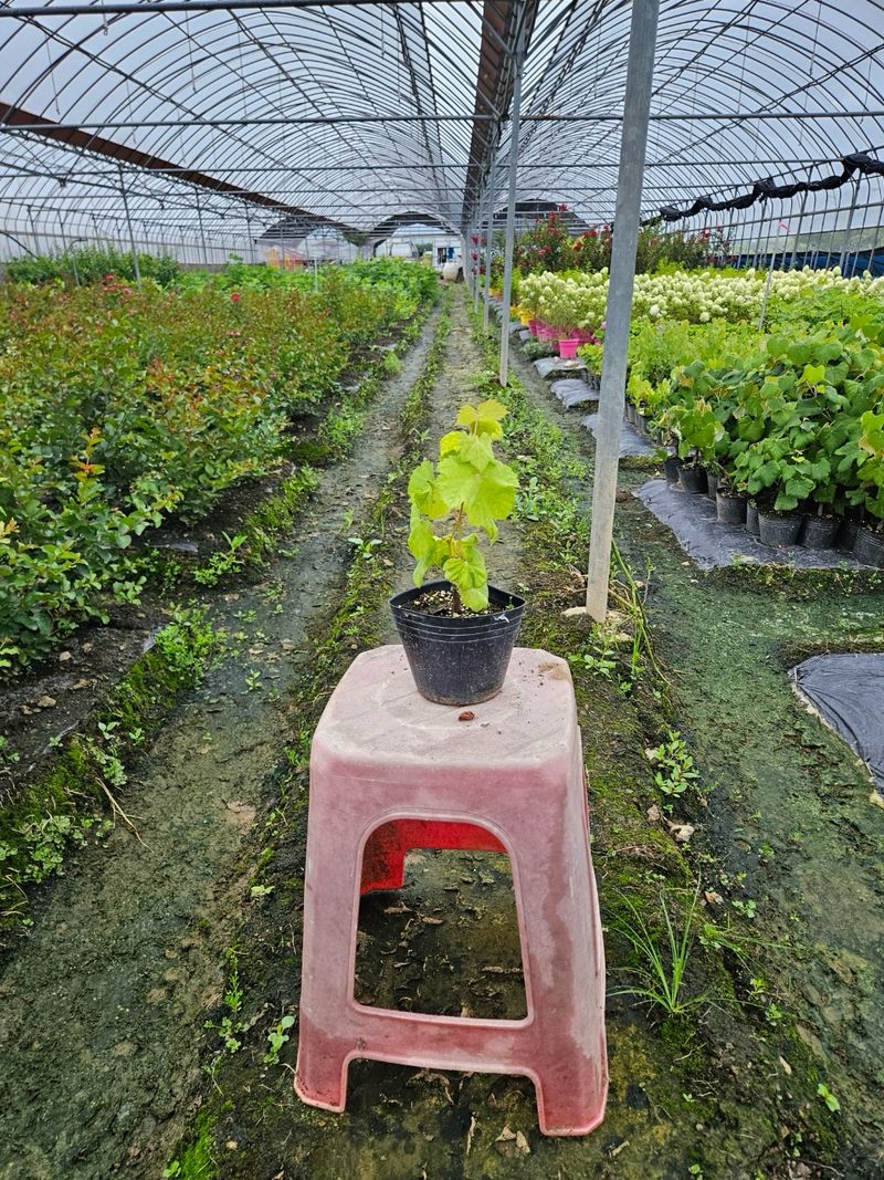 장터 상품 [[1+1] 샤인머스켓 2년생 결실주 포트묘 ] 썸네일