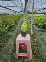 팜모닝 · 게시글 이미지