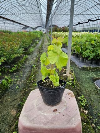 일심묘목농원님의 작성글 사진