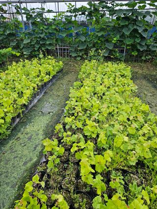 일심묘목농원님의 작성글 사진